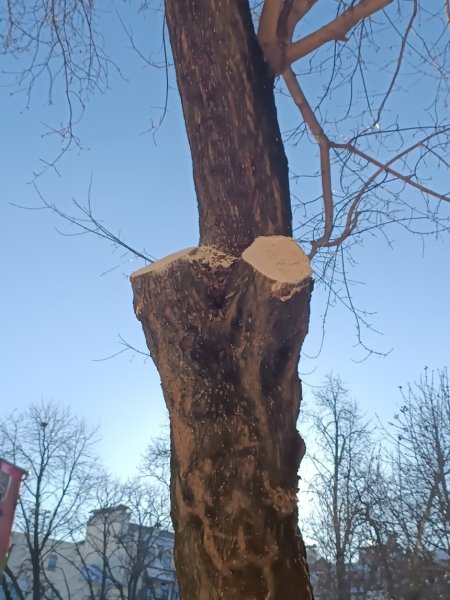 У сквері Київських інтелегентів хотіли зрубати шість старих дерев