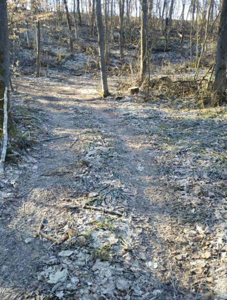 На Київщині знайшли ще один ліс з червонокнижними підсніжниками: фото