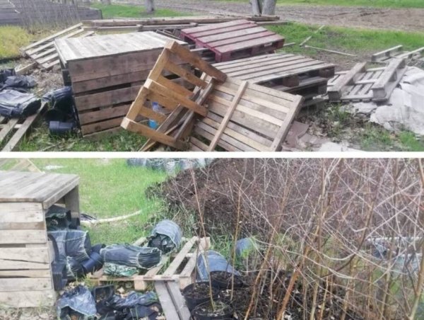 У Києві роздають саджанці дерев, які були в окупації: як отримати