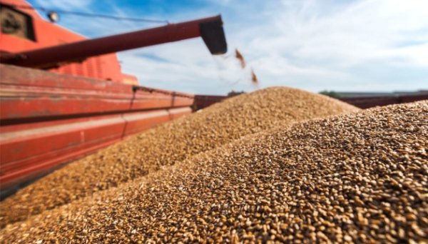 Чехія запропонує ЄС заборонити імпорт російського та білоруського зерна