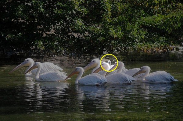 Швидкий тест для перевірки IQ: треба знайти дивного птаха серед пеліканів за 7 секунд