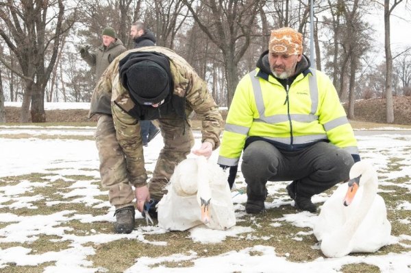 Зоозахисники і природоохоронці розроблять концепцію розвитку притулку для лебедів у Межигір'ї