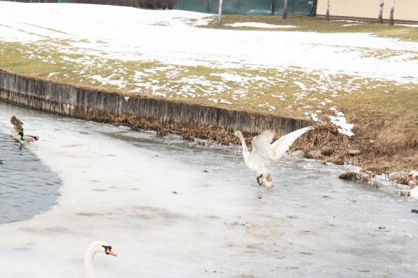 Зоозахисники і природоохоронці розроблять концепцію розвитку притулку для лебедів у Межигір'ї