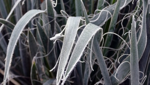 Врожаю базових культур в Україні квітневе похолодання не загрожує - Мінагрополітики