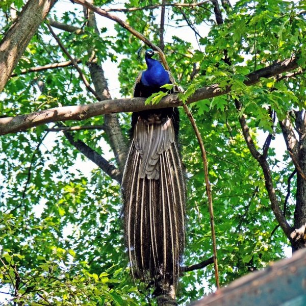 Київський зоопарк відкрив весняно-літній сезон: фото