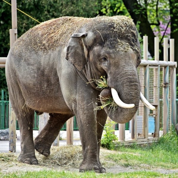 Київський зоопарк відкрив весняно-літній сезон: фото