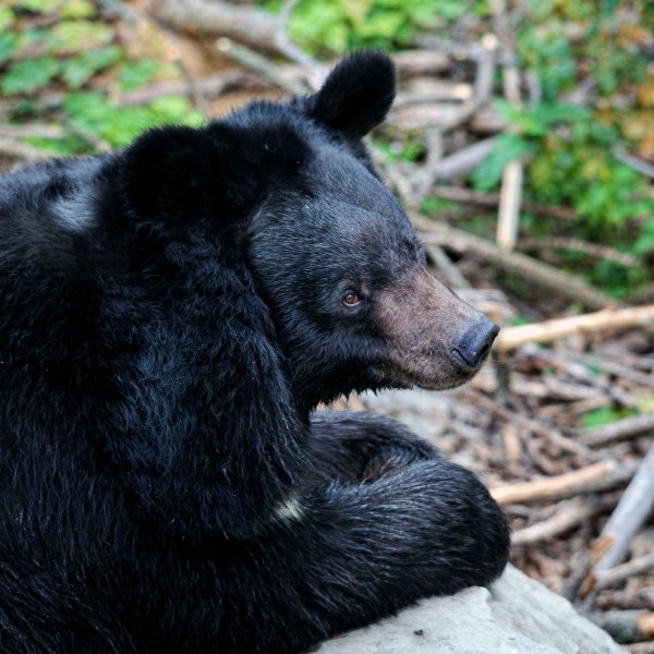 Київський зоопарк відкрив весняно-літній сезон: фото