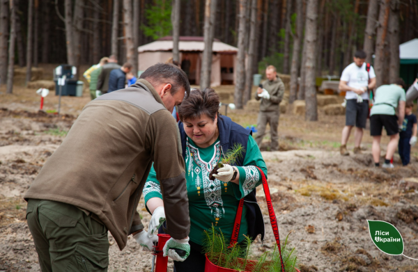 У Київській області на місці згарищ висадили новий ліс: фото
