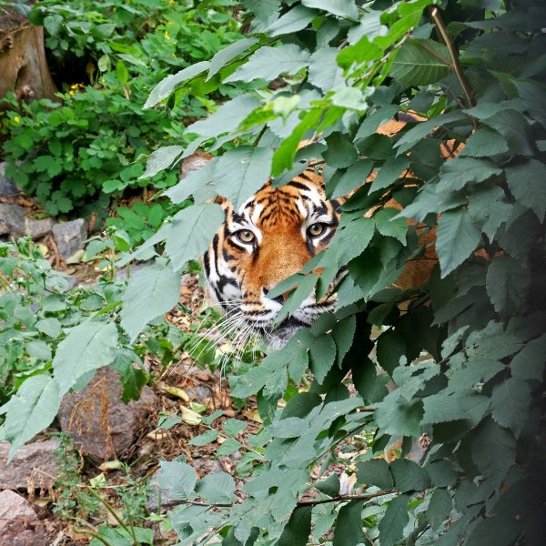 Київський зоопарк відкрив весняно-літній сезон: фото