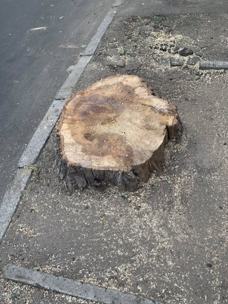 Містяни просять ліквідувати комунальне об&rsquo;єднання &ldquo;Київзеленбуд&rdquo;: петиція