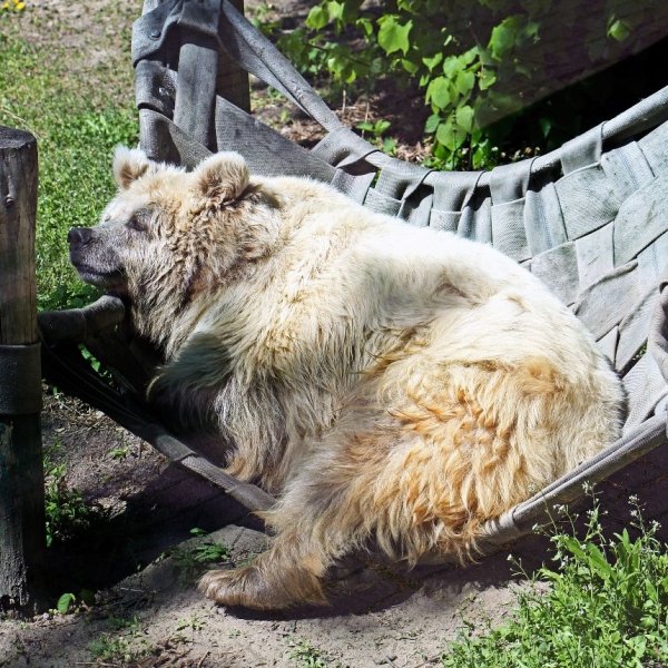 Київський зоопарк відкрив весняно-літній сезон: фото