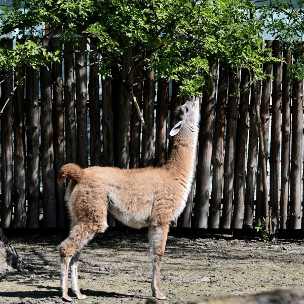 Київський зоопарк відкрив весняно-літній сезон: фото