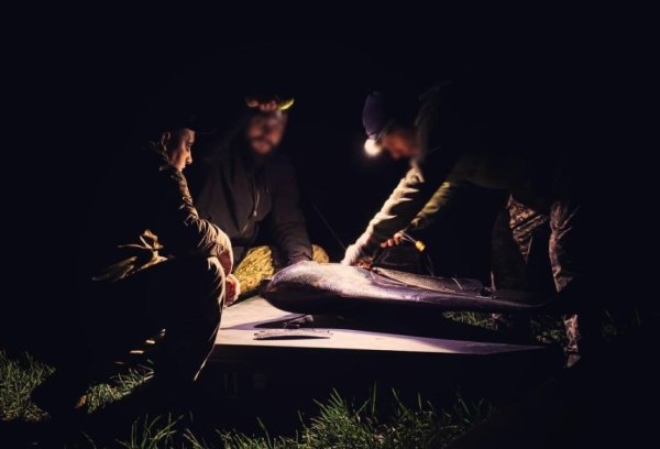 Нічна атака по Київщині 1 червня:&nbsp;скільки дронів перехопило "Чисте небо"