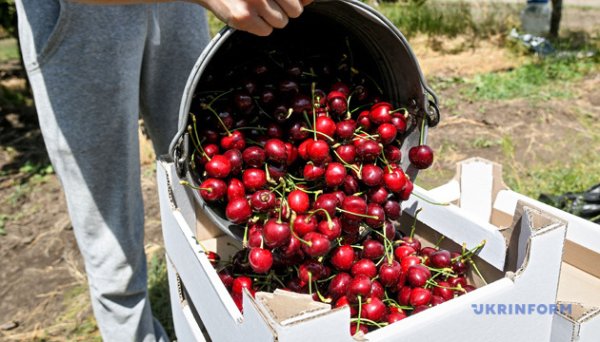 В Україні дешевшає черешня