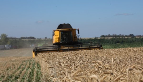 Українська зернова асоціація прогнозує збільшення врожаю та експорту у новому сезоні
