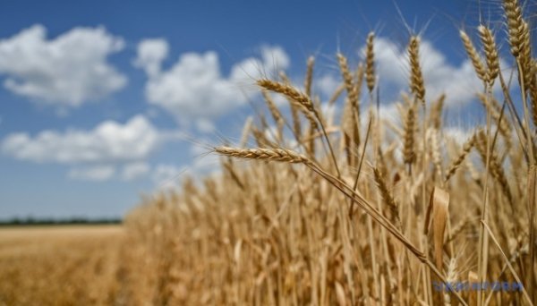 USDA прогнозує зменшення виробництва та експорту української пшениці