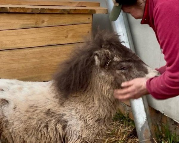 Осліплий після обстрілу поні Чубарек возз'єднався з подругою у притулку на Київщині: фото