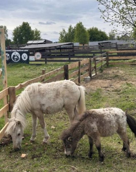 Осліплий після обстрілу поні Чубарек возз'єднався з подругою у притулку на Київщині: фото