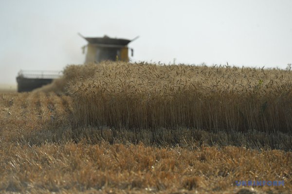 Урожай і ціни на зернові: чи вдасться цьогоріч заробити аграріям