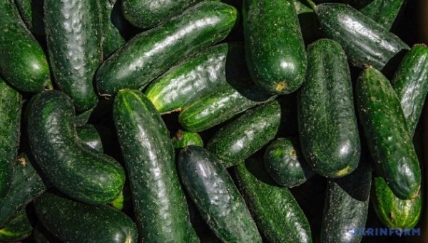 В Україні подешевшали тепличні огірки
