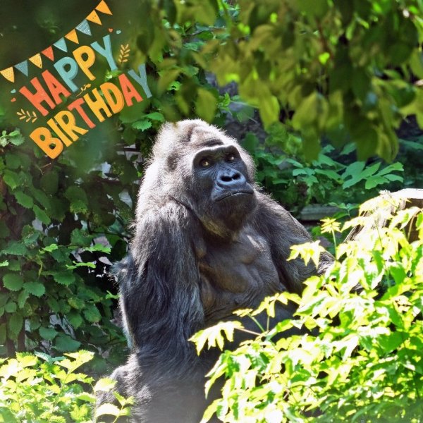 Один із найстаріших у Європі: як горила Тоні з КиївЗоо&nbsp;святкує 51-річчя