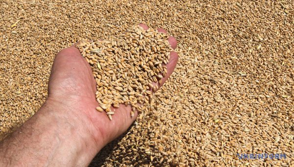 Урожай-2025: точно не гірший, аніж торік