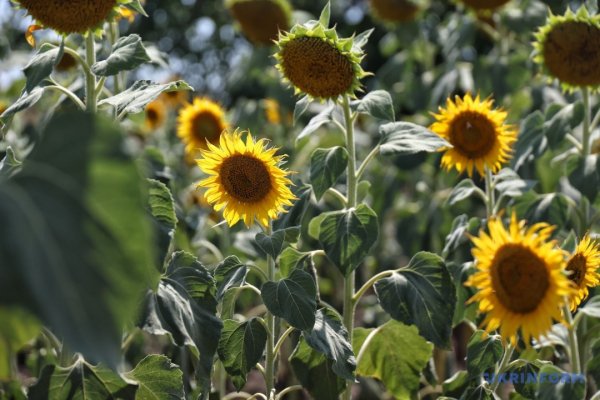 Урожай-2025: точно не гірший, аніж торік