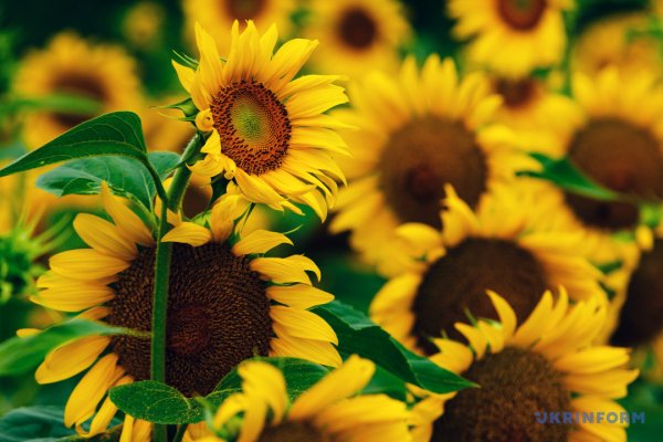 Фрукти - вгору, овочі - вниз: що з цінами на порозі зими