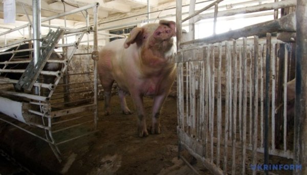 Відсьогодні в Україні діють європейські вимоги до благополуччя сільгосптварин