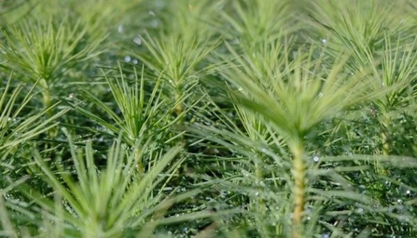 Чехія надасть Україні &euro;750 тисяч на розвиток лісової галузі