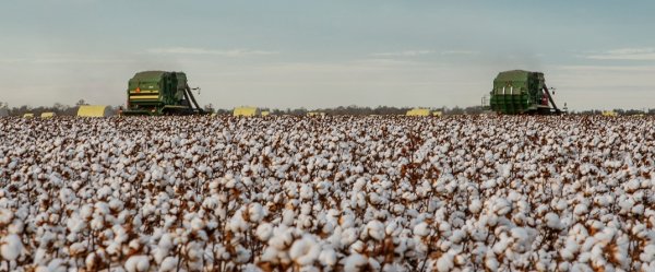 Як Україні відродити вирощування бавовнику для &laquo;бавовни&raquo; на Росії