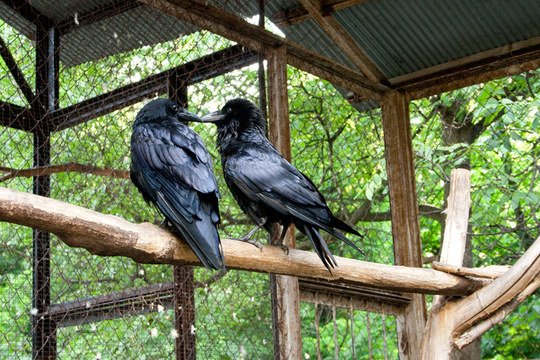 Дворик с воронами