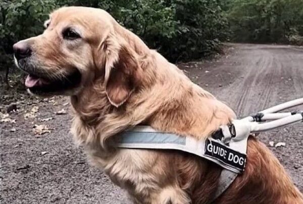 На Київщині знайшли собаку-поводиря, який загубився в перші дні повномасштабної війни